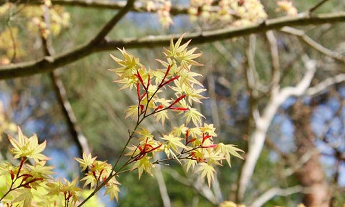 Acer, Acer palmatum, acer palmatum dissectum, Japanese Maple, Winter bark, Spring foliage, spring color
