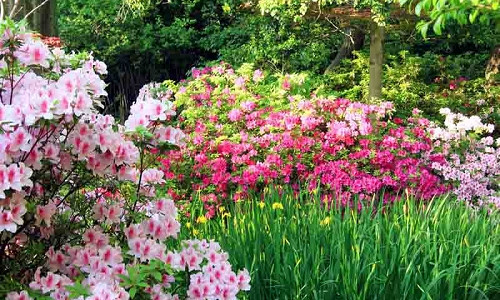 Deciduous Azaleas companions, Evergreen Azaleas companions, Rhododendron companions, azalea companions, Snowdrops, Hellebores, Daffodils