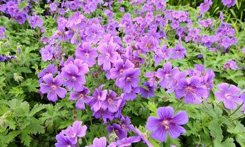 Hardy geranium, hardy geraniums, Best Hardy Geraniums, Great Hardy Geraniums, Cranesbill,  Best cranesbills, Groundcovers, Gound covers
