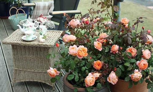 Best David Austin Roses, David Austin Fragrant Roses, Top Roses for containers, Best Fragrant Roses for containers, Fragrant Roses for containers, container Gardening