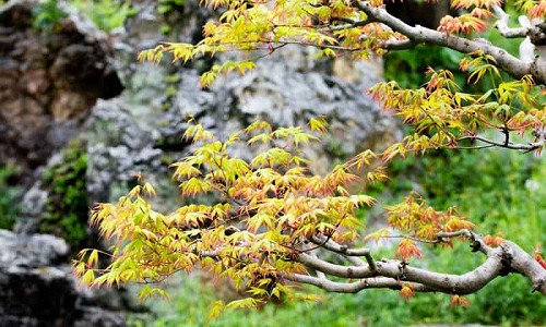 Acer palmatum, Acer palmatum dissectum, Acer shirasawanum, Plant Combinations, Spring Combinations, Summer Combinations, Fall Combinations