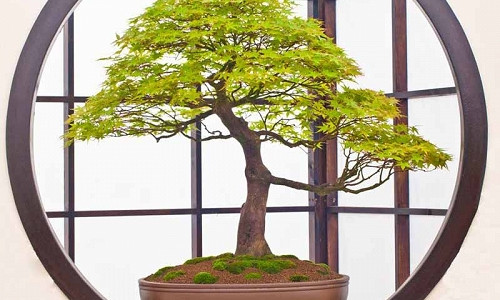 Acer, Acer palmatum, acer palmatum dissectum, Japanese Maple, Trees for containers, Japanese maples for containers