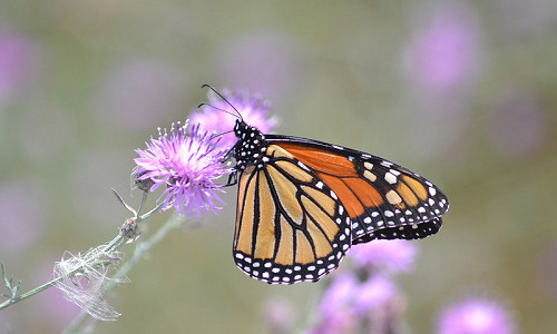 Monarch Butterflies, Monarch Plants, Pollinator Plants, Butterfly Plants, Hummingbird Plants, Bee Plants, Southwest Plants, Idaho Native Plants, Native Plants