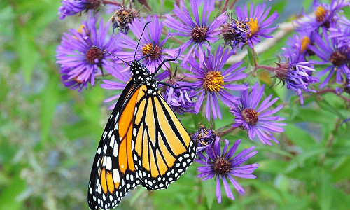 Monarch Butterflies, Monarch Plants, Pollinator Plants, Butterfly Plants, Hummingbird Plants, Bee Plants, Southwest Plants, Nevada Native Plants, Native Plants