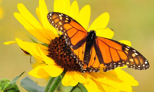 Monarch Butterflies, Monarch Plants, Pollinator Plants, Butterfly Plants, Hummingbird Plants, Bee Plants, Southwest Plants, Utah Native Plants, Native Plants