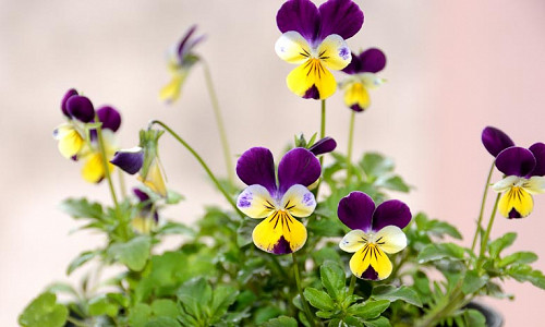 Native Plants, Invasive Plants, Viola tricolor, Johnny Jump up, Heartsease, Heart's Ease, Heart's Delight, Tickle-My-Fancy, Jack-Jump-Up-and-Kiss-Me, Come-and-Cuddle-Me, Three Faces in a Hood, Love-in-Idleness, Shade plants,
