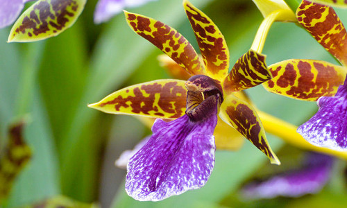Fragrant Orchids, Cattleya, Cymbidium, Dendrobium, Encyclia, Lycaste, Maxillaria, Oncidium, Paphiopedilum, Rhynchostylis, Vanda