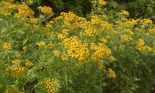 Native Plants, Invasive Plants, Tanacetum vulgare, Tansy, Buttons, Buttonweed, Ginger Plant, Golden Buttons, Hind-Heal, Immortality, Chrysanthemum vulgare