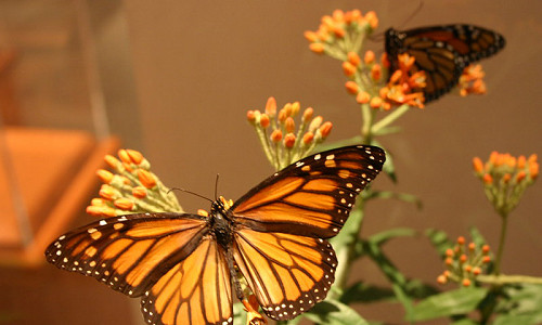 Monarch Butterflies, Monarch Plants, Pollinator Plants, Butterfly Plants, Hummingbird Plants, Bee Plants, Midwest Plants, Indiana Native Plants, Native Plants
