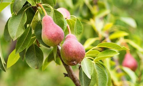 Planting Pears, Growing Pears, Pear pollination, Pear seasons, Pear Pruning, Pear Pests and Diseases, Pears Sizes, Best Pears, Top Pears