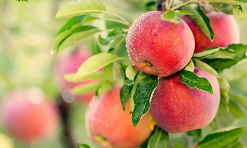 Planting Apples, Growing Apples, Apple pollination, Apple seasons, Apple Pruning, Apples Pests, Apple Diseases, Apple Sizes, Best Apples, Top Apples