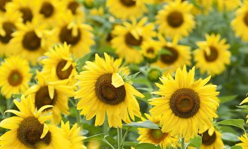 Sunflower Types, Annual Sunflowers, Perennial Sunflowers, Helianthus annuus, Helianthus salicifolius, Helianthus maximiliani, Helianthus occidentalis