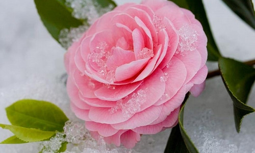 Cold Hardy Camellias, Winter hardy Camellias, Winter Series Camellias, Fall Camellias, Fall Blooming Camellias, Spring Blooming Camellias, Winter Blooming Camellias