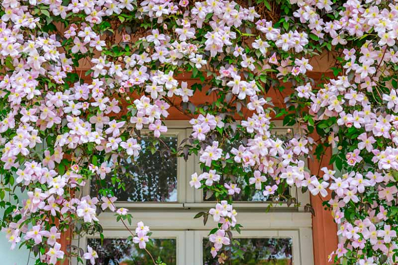 Clematis: How to Grow and Care with