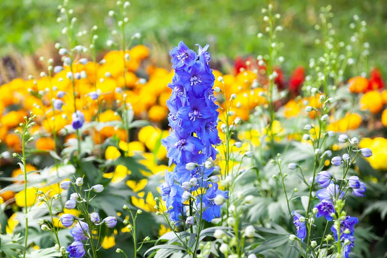 Delphinium (Larkspur): How to Grow and Care with Success