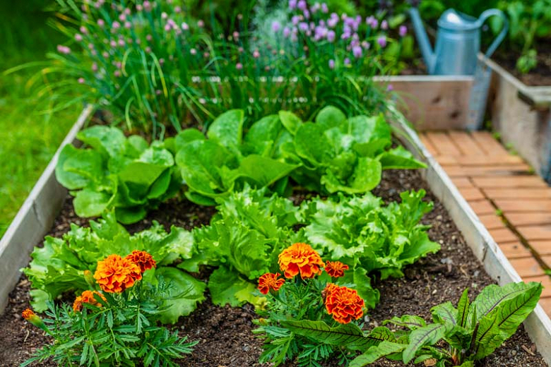 Image of Beans and lettuce companion planting