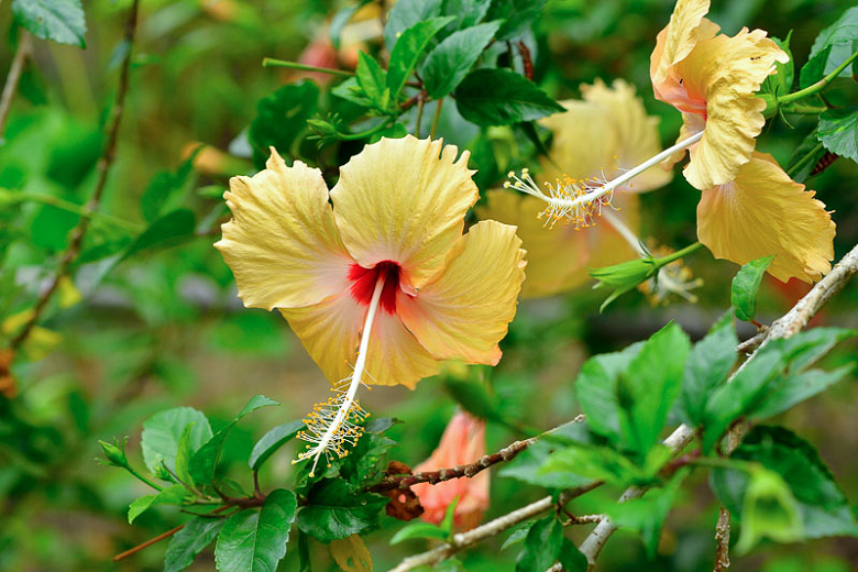 Image of Tropical hibiscus plant
