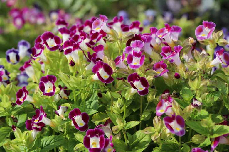 Image of Annual Phlox annuals for shade