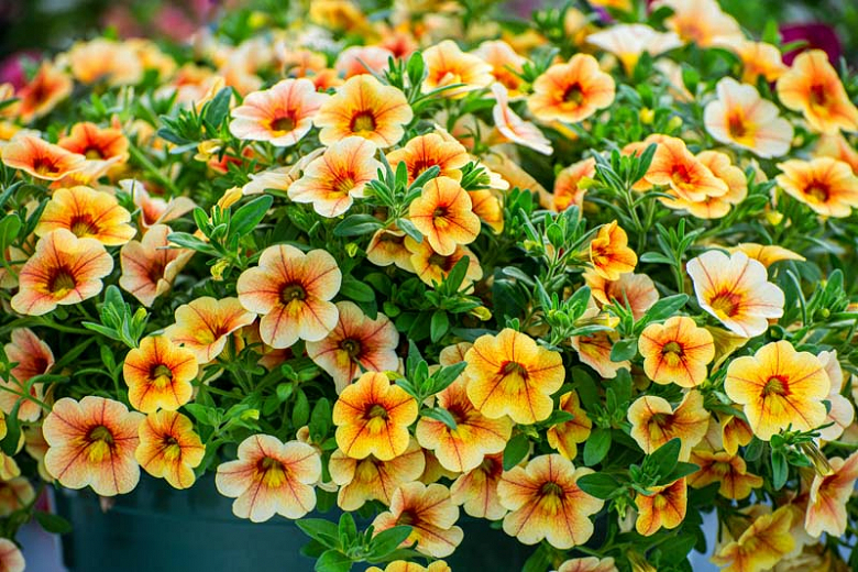 tørre Stille Kritisk Calibrachoa: How to Grow and Care with Success