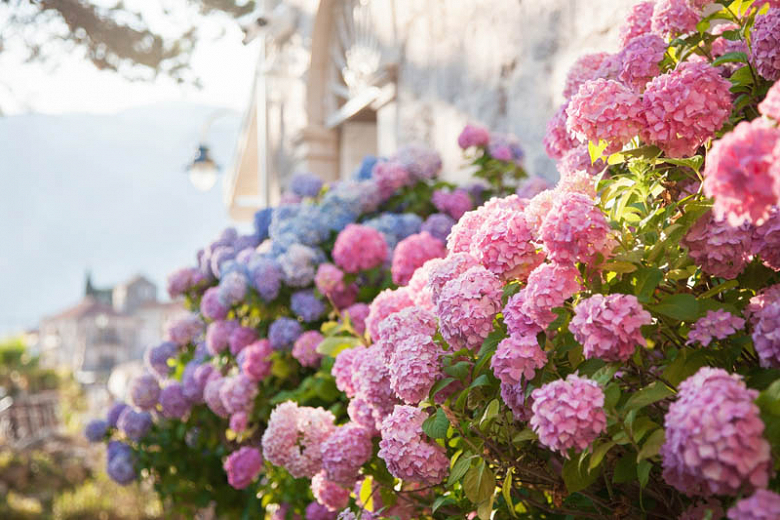 Image of Field of pink roses and blue hydrangeas in bloom