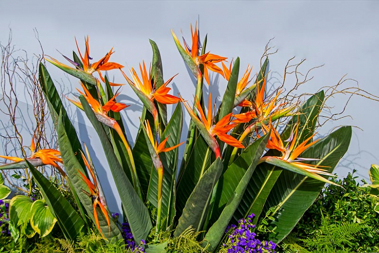 Bird of Paradise: How and Care with Success