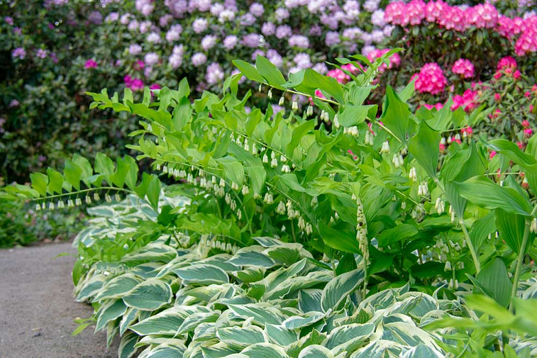 Image of Hosta and variegated Solomon's seal companion plants