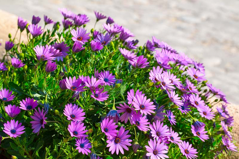 Image of Verbena companion plant for African daisies