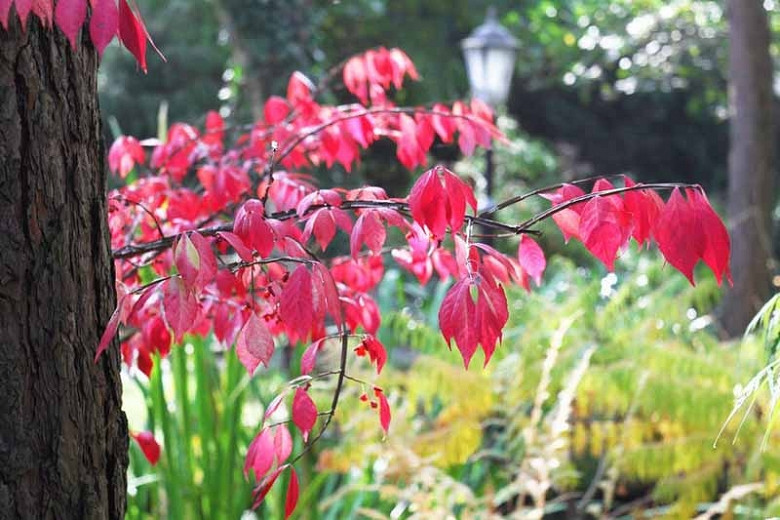 Great Shrubs for Shady Gardens in New England