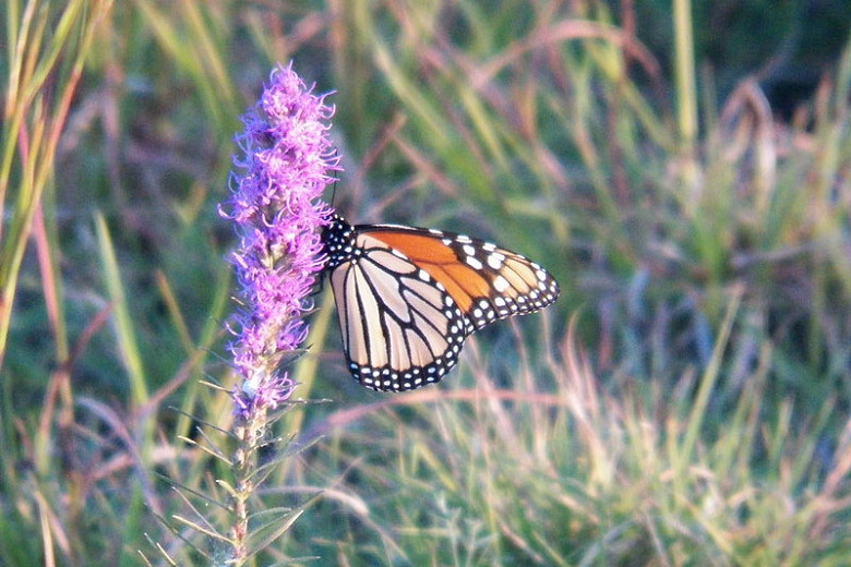 Monarch Nectar Plants for Kentucky