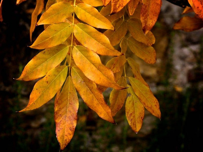 Wisterias with Attractive Fall Foliage