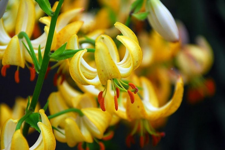 Great Companion Plants for Martagon Lilies