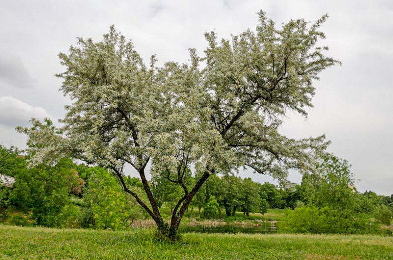 Native Plant Alternatives to Salix alba (White Willow)