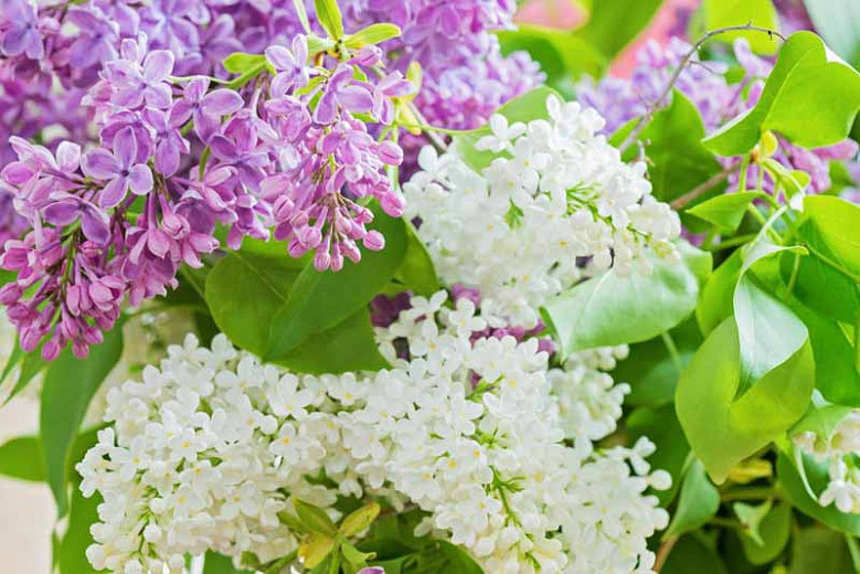 Pretty Lilacs for Small Gardens