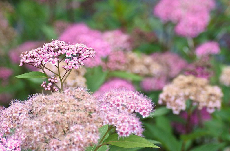 Native Plant Alternatives to Spiraea japonica (Japanese Spirea)
