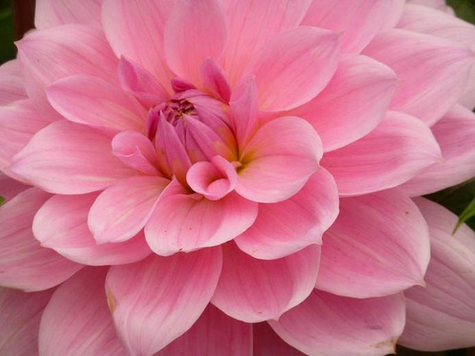 Waterlily Dahlias