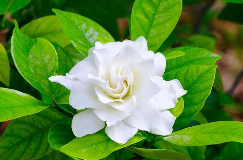 To Grow And Care For Your Gardenia, Picture Of Gardenia