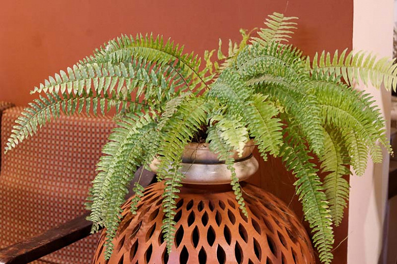 Native Ferns for South Florida
