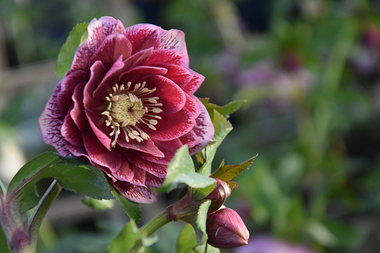 How to Plant, Grow and Care for Hellebore