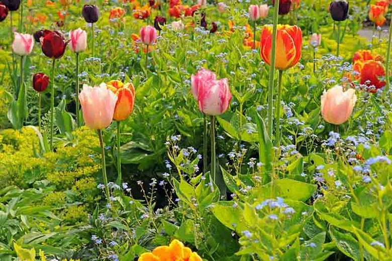 Combining Tulips with Annuals and Perennials