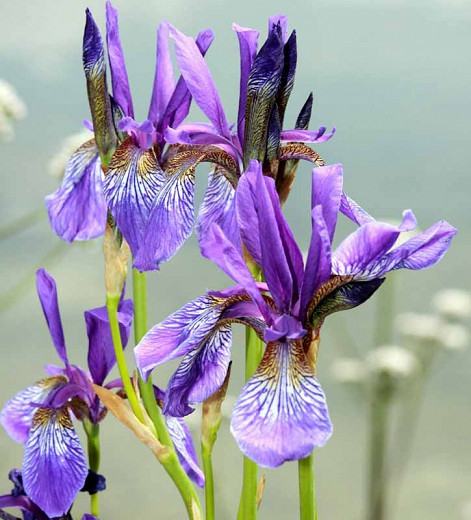Image of Siberian Iris with Aquilegia (Columbine)