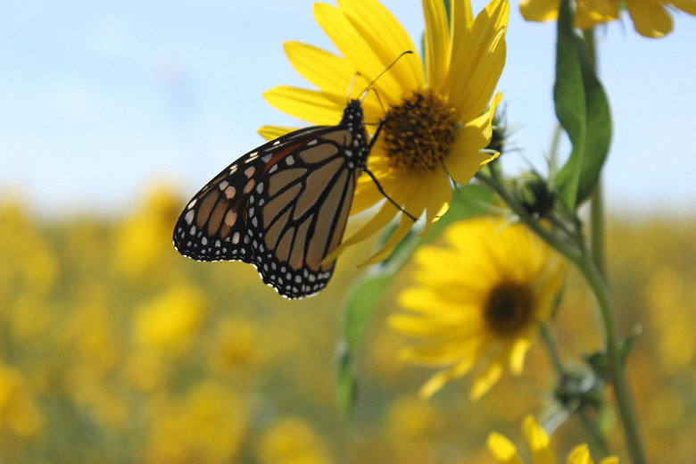 Great Pollinator Plants for North Dakota
