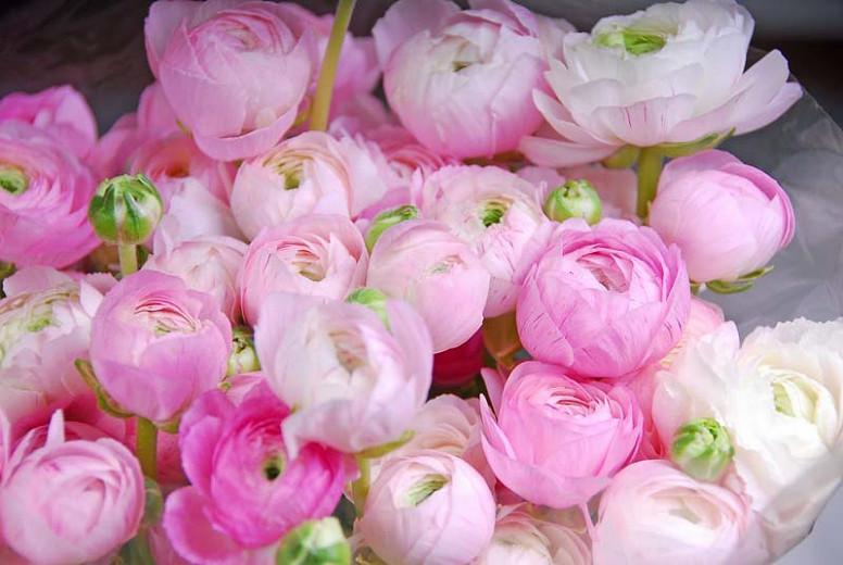 Learn How To Plant Care And Grow Terrific Buttercups Learn How To Plant Care And Grow Terrific Buttercups