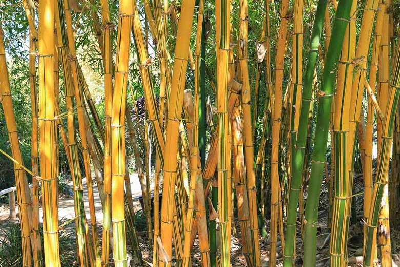 Native Plant Alternatives to Bambusa vulgaris Bamboo)