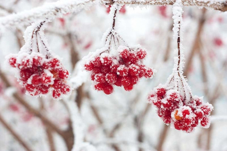 Create a Garden with Great Winter Interest
