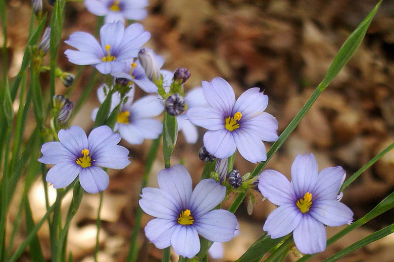 Native Groundcovers for Central Florida