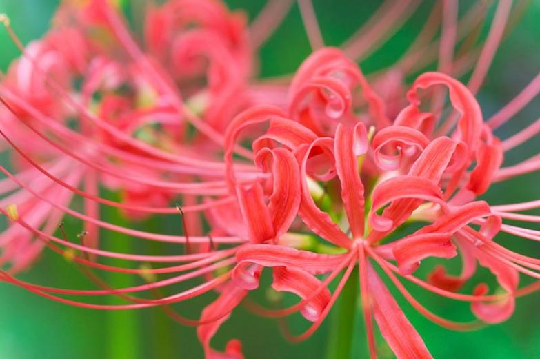 Pink Lycoris Spider Lily Bulbs Flower Perennials Resistant Stunning Bonsai Rare