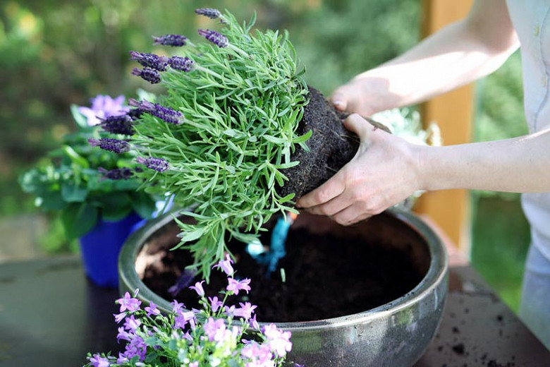 Image of Lavender summer container plant