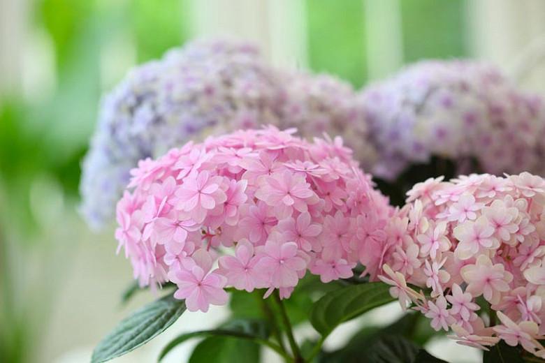 HARDY SHRUB PINK FLOWERS HYDRANGEA LACECAP PINK PLANT IN 9 cm POT