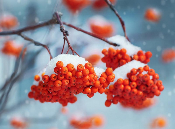 Shrubs and Trees with Colorful Fruits and Berries in Winter