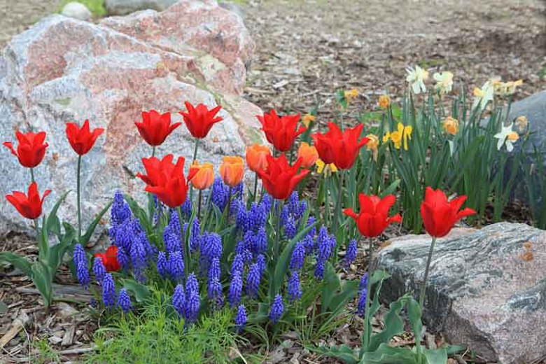 Best Flower Bulbs For Your Rock Garden